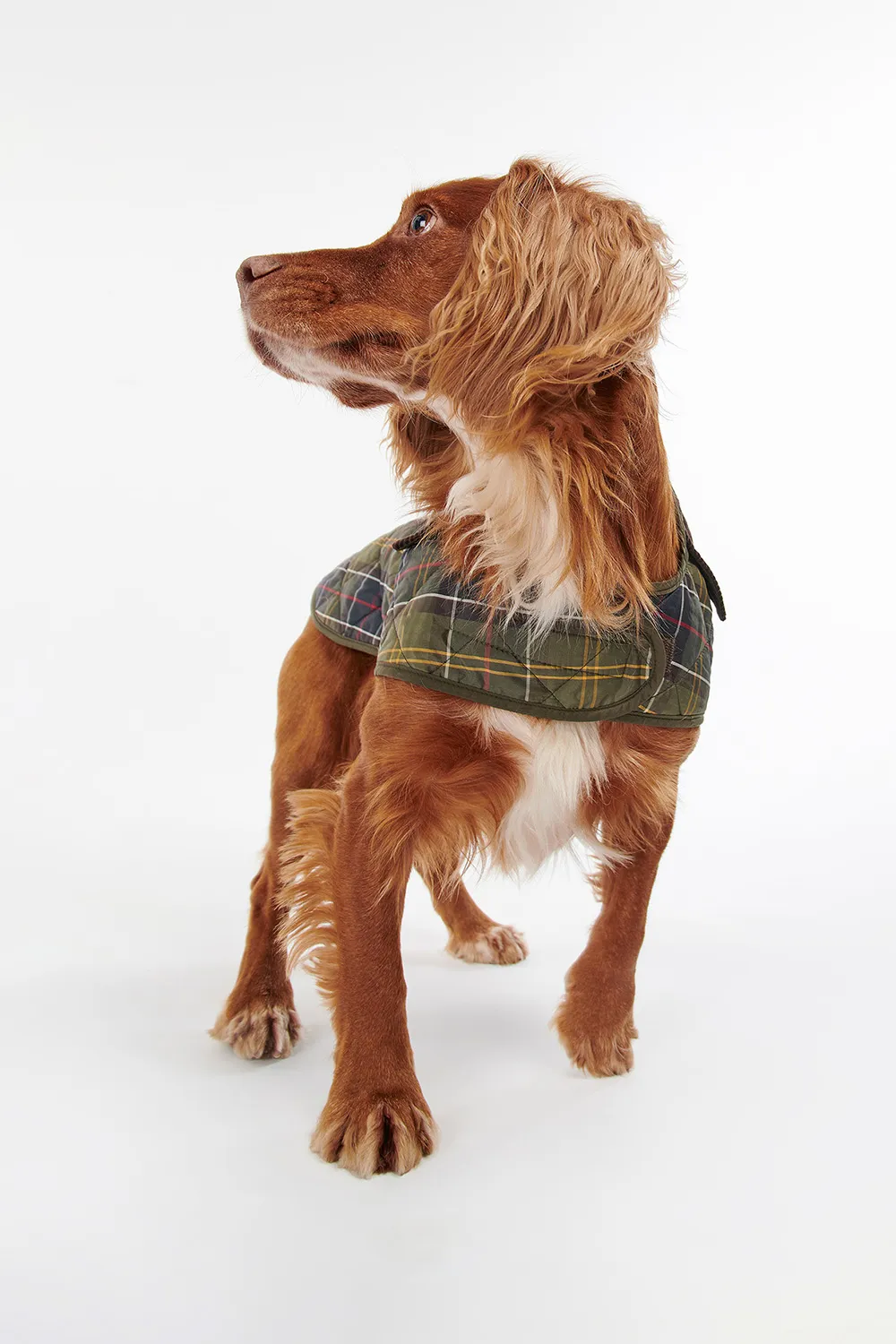 Barbour Abrigo Perro Tartan Quilted