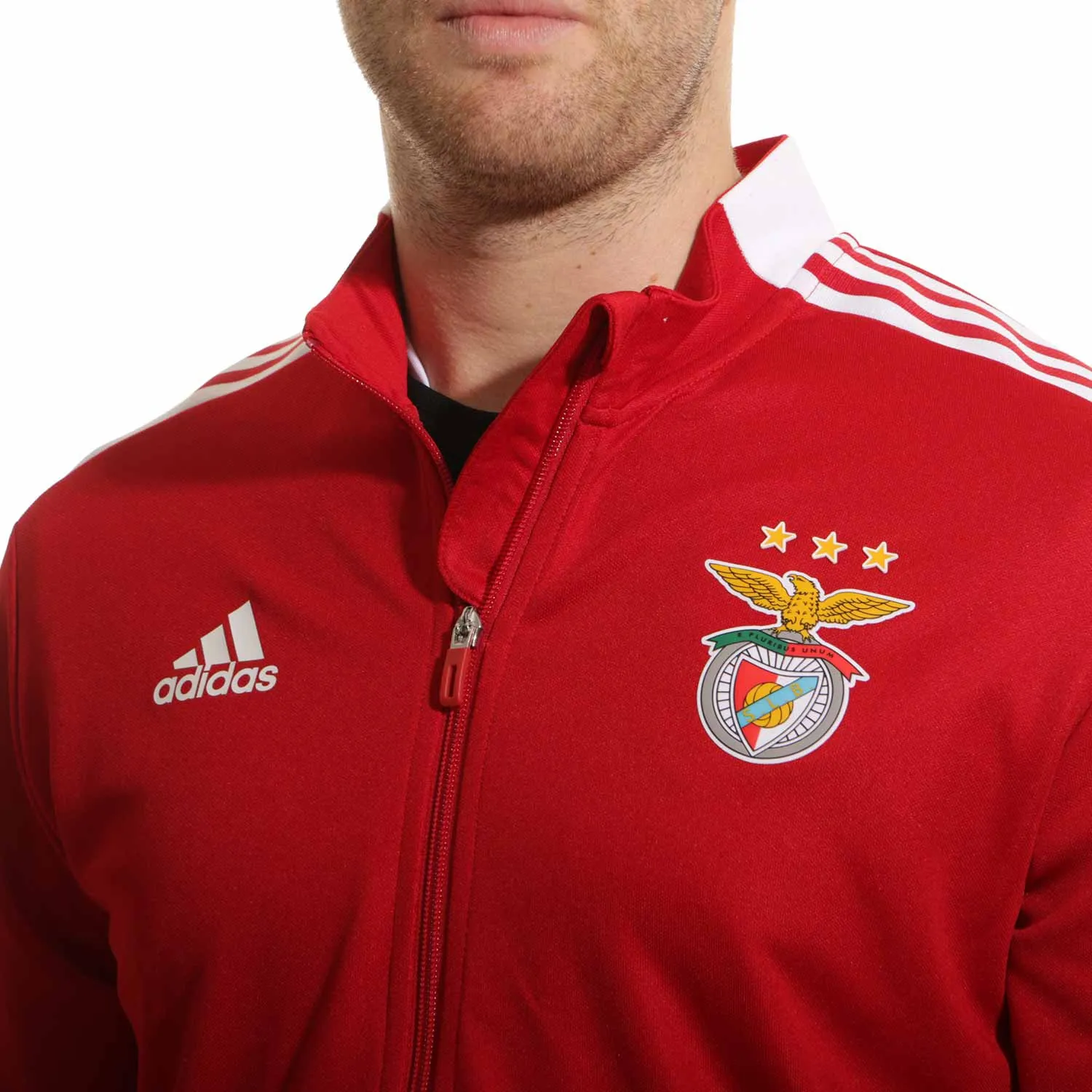 Chaqueta adidas Benfica entrenamiento